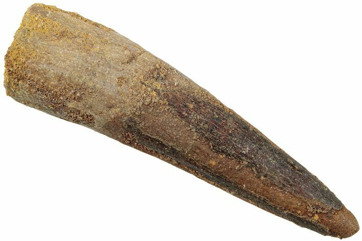 Fossil Spinosaurus Tooth - Real Dinosaur Tooth #234322